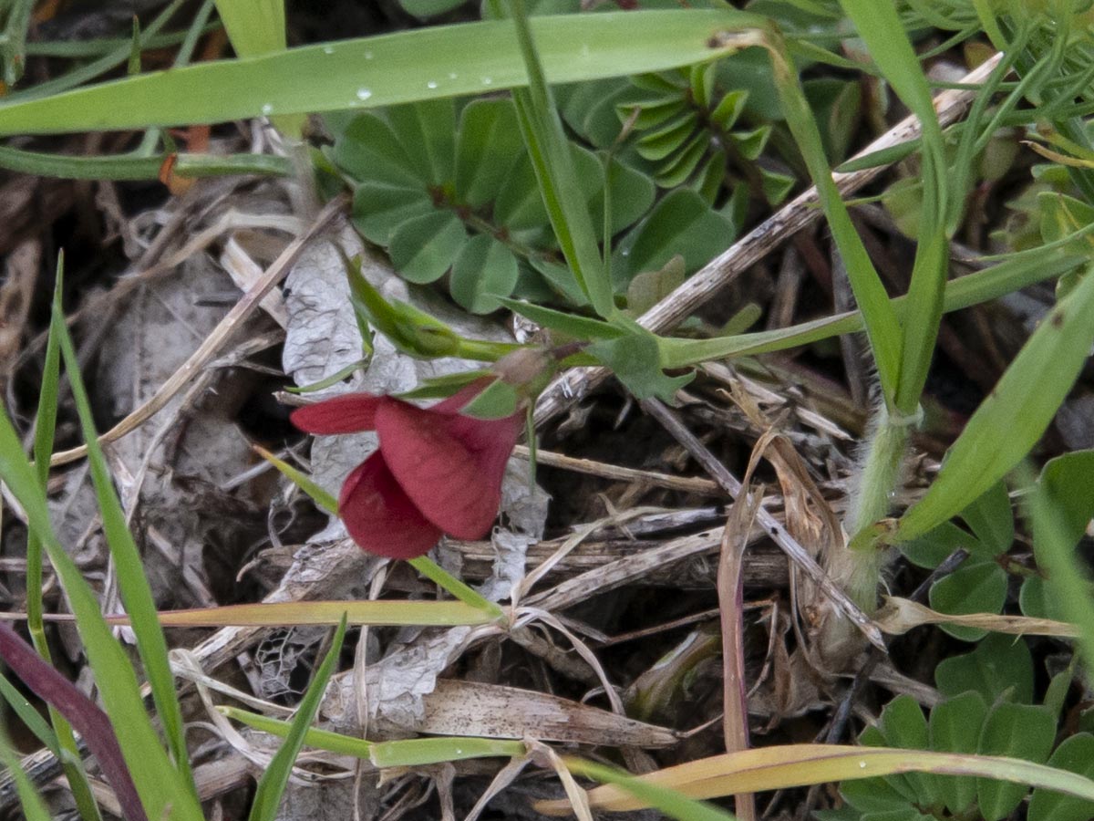 oberer Stängel, Blüte